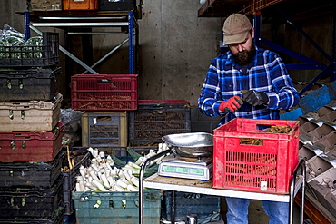 Farmer in a barn weighing and packing leeks and root vegetables.