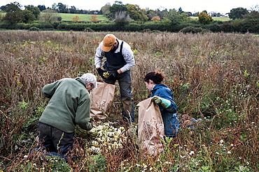 Three farmers standing and kneeling in a field, harvesting gourds.