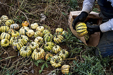 Farmer kneeling in a field, packing freshly picked gourds into paper bag.