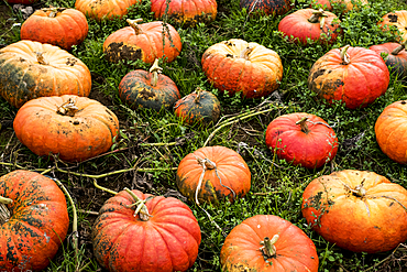 High angle view of freshly picked pumpkins in a field.