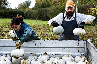 Two farmers loading freshly picked white gourds onto a truck.