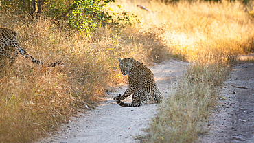 A leopard, Panthera leo, on a dirt road, turns and snarls, Londolozi Game Reserve, South Africa