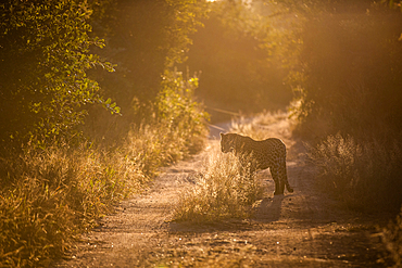 A leopard, Panthera pardus, stands in a two track dirt road, backlit, at sunset, Londolozi Game Reserve, South Africa