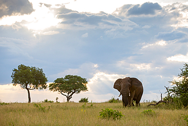 An elephant, Loxodonta africana, walks through a grassy clearing, clouds in background, Londolozi Game Reserve, South Africa