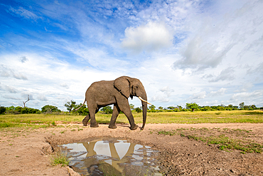 An elephant, Loxodonta africana, reflection in water, white clouds background, Londolozi Game Reserve, South Africa