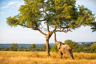 An elephant, Loxodonta africana, raises its trunk to a branch in a tree, Londolozi Game Reserve, South Africa