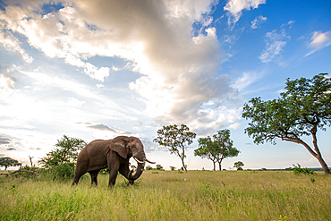 An elephant, Loxodonta africana, walks through a clearing, clouds in background, Londolozi Game Reserve, South Africa