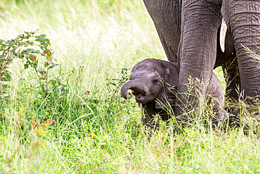 An elephant calf, Loxodonta africana, stands in tall green grass, Londolozi Game Reserve, South Africa