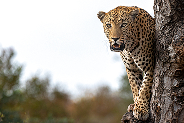 A male leopard, Panthera pardus, stands in a tree, direct gaze, mouth open, Londolozi Game Reserve, South Africa