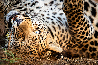 A leopard, Panthera pardus, rolls onto its back and bites a stick, direct gaze, Londolozi Game Reserve, South Africa