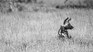 A wild dog, Lycaon pictus, sits in long grass and looks out of frame, black and white, Londolozi Game Reserve, South Africa