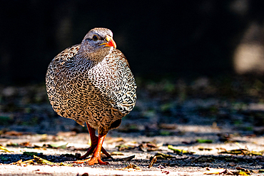 A natal spurfolw, Pternistis natalensis, walks towards the camera, direct gaze, Londolozi Game Reserve, South Africa