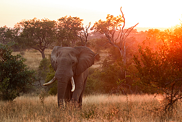 An elephant, Loxodonta africana, walks through a grassy clearing at sunset, Londolozi Game Reserve, South Africa