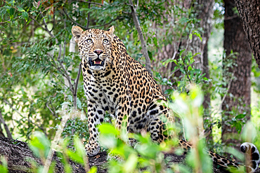 A leopard, Panthera pardus, sits on a log and looks up, surrounded by greenery, Londolozi Game Reserve, South Africa