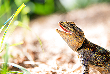 A tree agama, Acanthocercus cyanogaster, looks out of frame, mouth open, Londolozi Game Reserve, South Africa