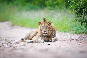 A young male lion, Panthera leo, lies on a sand road, direct gaze, Londolozi Game Reserve, South Africa