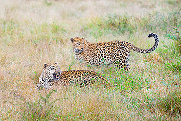 Two leopards, Panthera pardus, together in grass, one snarls, Londolozi Game Reserve, South Africa