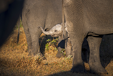 An elephant calf, Loxodonta africana, raises its trunk to its mother, Londolozi Game Reserve, South Africa