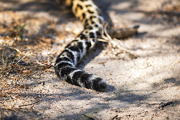 The tail of a leopard on the ground, Panthera pardus, Londolozi Game Reserve, South Africa