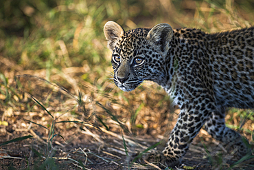 A leopard cub, Panthera pardus, walking and looking out of frame, Londolozi Game Reserve, South Africa