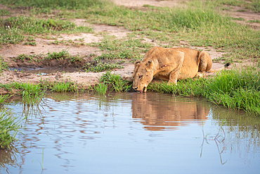 A female lion, Panthera leo, crouches down to drink from a waterhole, Londolozi Game Reserve, South Africa