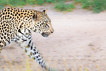 A leopard, Panthera pardus, walks on a dirt road, Londolozi Game Reserve, South Africa