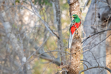 Narina Trogan, Apaloderma narina, sits on a branch, Londolozi Game Reserve, South Africa