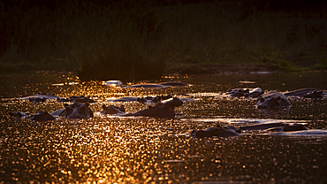 A pod of hippo, Hippopotamus amphibius submerged, sunlight on the water, Londolozi Game Reserve, South Africa