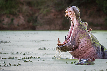 A hippo, Hippopotamus amphibius, yawns in a green waterhole, Londolozi Game Reserve, South Africa