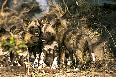 A group of wild dog puppies, Lycaon pictus, licking each other.