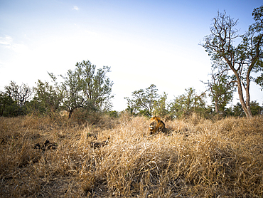 A wide angle of a male lion, Panthera leo, lying with head up in long yellow grass.