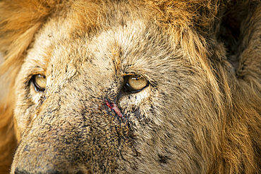 A close up portrait of a male lion, Panthera leo, showing scratches on face.