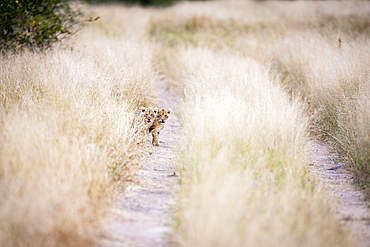 Two lion cubs, Panthera leo, look down a dirt track through long yellow grass.