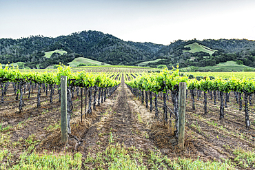 Vineyards in rural Sonoma.