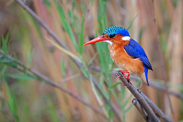 Malachite Kingfisher, Corythornis cristatus, perched on reed