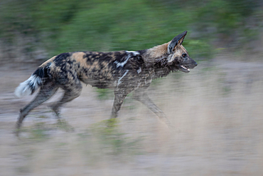 A wild dog, Lycaon pictus, runs through grass, motion blur