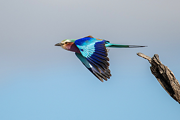 Bird, lilac breasted roller, Coracias caudatus, takes off in flight