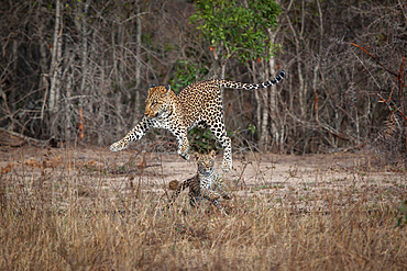 A mother leopard and cub, Panthera pardus, play together by jumping into the air