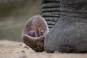 The end of an elephant's trunk, Loxodonta africana, resting on the floor