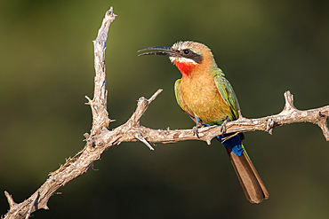 A White-fronted bee-eater, Merops bullockoides, sits on a branch