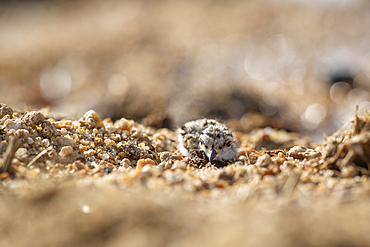 Bird, Three Banded Plover, Charadrius tricollaris