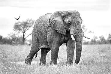 An elephant, Loxodonta africana, ears splayed, Londolozi Wildlife Reserve, Sabi Sands, South Africa