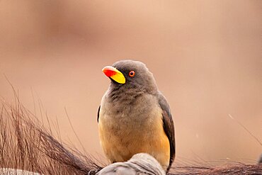 A yellow-billed oxpecker bird, Buphagus africanus, sitting, looking out of frame, Londolozi Wildlife Reserve, Sabi Sands, South Africa