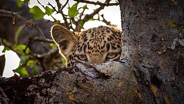 A leopard cub, Panthera pardus, peers over a branch in a tree, Londolozi Wildlife Reserve, Sabi Sands, South Africa