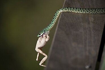 A spotted bush snake, Philothamnus semivariegatus, eats a frog, Londolozi Game Reserve, Sabi Sands, Greater Kruger National Park, South Africa