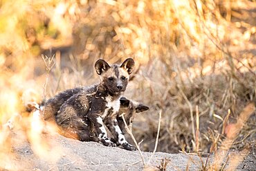 Wild dog pups, Lycaon pictus, wait at their den site at sunset, Londolozi Game Reserve, Sabi Sands, Greater Kruger National Park, South Africa