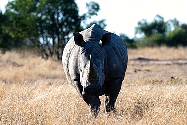 A white rhino, Ceratotherium simum, stands in short, dry grass, direct gaze, Londolozi Game Reserve, Sabi Sands, Greater Kruger National Park, South Africa