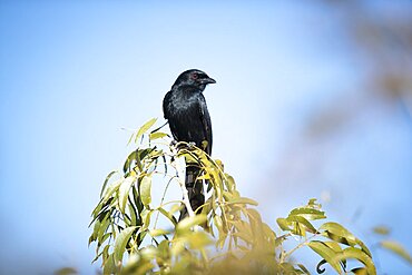 A fork tailed drongo, Dicrurus adsimilis, perches on a branch, looking out of frame, blue sky background, Londolozi Game Reserve, Sabi Sands, Greater Kruger National Park, South Africa