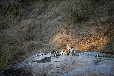 A female leopard, Panthera pardus, lies on a boulder in sunlight, ears back, Londolozi Game Reserve, Sabi Sands, Greater Kruger National Park, South Africa