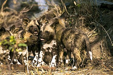 Wild dog pups, Lycaon pictus, wait at their den site at sunset, Londolozi Game Reserve, Sabi Sands, Greater Kruger National Park, South Africa